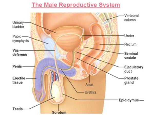 Male-Reproductive-System-600x450.jpg